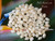 100 Un-Poked Momi Shells from Niʻihau – Off-White, Beautiful Luster, Mix Size #2376
