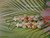 Luxury Niʻihau shell jewelry: Pupu O Niʻihau Kipona Earrings #2598—a colorful celebration of natural shell tones, made with aloha and island artistry.