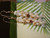 Authentic Niʻihau shells — off-white momi, Lenalena yellow, and brown Kahelelani — strung into Pupu O Niʻihau style cluster; photographed on neutral background to reflect true shell color.