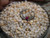 1035 pcs Genuine Momi Shells from Niʻihau – Small Size Mixed Colors Loose Shell Supply with Crown Flower Earrings Instructions #3120