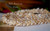 Option 2 (focus: Lenalena Momi shells):
Yellow Lenalena Momi shell earrings set of 19, arranged in lei-style, sourced from Ni‘ihau with natural sheen