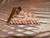 Handmade Niʻihau shell necklace in two-strand poepoe style, showcasing white Keʻokeʻo Kahelelani shells, 2" pendant section and 3/8" thick, elegant Hawaiian jewelry.