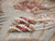Genuine Niʻihau Kahelelani earrings featuring natural off white, green, brown, and pink shells with beautiful natural luster and gold-filled hooks.