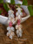 Handmade Niʻihau shell jewelry earrings created with genuine Momi and Kahelelani shells, authentic Hawaiian shell earrings