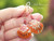 Hand holding sunrise shell and Kahelelani shell earrings showing size, 1.5 inch Hawaiian shell earrings with orange sunrise shells and tiny Niʻihau shells, Niʻihau shell earrings gift under $250