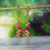 nier_3612
Colorful Hawaiian shell earrings made with Niihau Kahelelani shells in green, burgundy and pink, using small size 10 shells in a 3/4 inch minimalist drop style with 14k gold filled hooks, Niihau shell gift under $100.