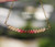 pd_604
Beach-inspired Hawaiian shell necklace hanging naturally to showcase the graceful curved floating design and authentic handcrafted island jewelry from Niʻihau.