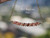 pd_611
Authentic Niʻihau shell necklace with delicate floating shell arrangement handcrafted in a lightweight coastal Hawaiian jewelry style using natural Kahelelani shells.