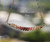 pd_614
Minimalist curved floating Kahelelani shell necklace shown hanging naturally to display the graceful curved shape, flowing ombré shell arrangement, and detailed handcrafted workmanship. Genuine Niʻihau shells in green, Keʻokeʻo, red burgundy, and brown tones create a soft tropical color transition along the gold filled chain.