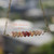 PD_723
Authentic Niʻihau shell necklace featuring rare size 15 Kahelelani shells arranged in a floating ombré design with off white keʻokeʻo, ice-cream kamoa, yellow kamoa, burgundy red ʻulaʻula, and ʻōmaʻomaʻo green tones suspended on delicate gold filled chain. Elegant handcrafted Hawaiian shell jewelry with refined tropical luxury style.
