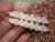 Hand holding genuine Niʻihau Momi shell Pikake earrings for size comparison, featuring handcrafted off white Momi shells with a subtle blue gray tint against a background of natural Hawaiian shells.