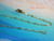 Close-up of the fancy Italian 2 mm 14k gold filled chain with lobster clasp used for this handcrafted Hawaiian shell necklace featuring genuine Kauaʻi Kahelelani shell pendant.