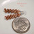 Close-up of size 11 chocolate Kahelelani shell earrings from Kauaʻi in a minimalist ombré design shown beside a dime for size comparison.