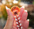 Natural Oahu sunrise shell pendant in deep orange with white, pink and purplish accents, shown with Momi and Kahelelani shell lei #2030