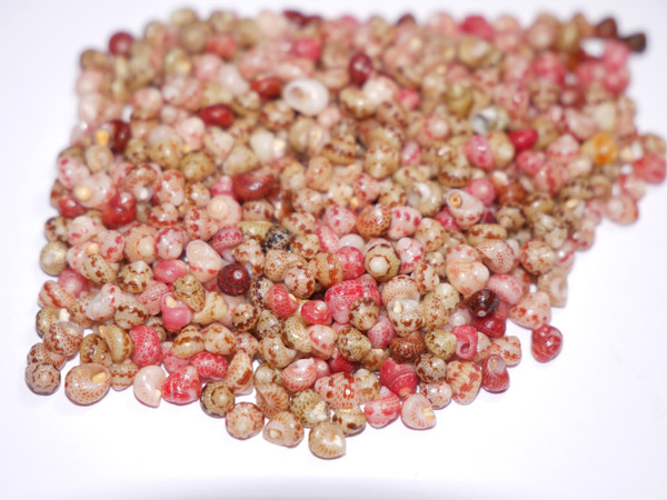 500 pcs Niihau shell supply/Kahelelani shells size 12 #2106