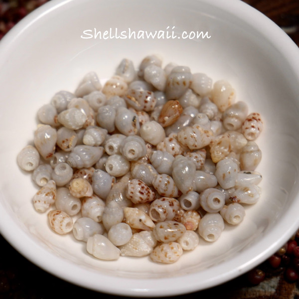 Option 1 (Ni‘ihau shell supply):
100 Niihiʻau shell supply of rare blue-dominant Momi shells, mixed sizes, including Lenalena and Onikiniki—un-poked with natural luster Option 1 (Ni‘ihau shell supply):
100 Niihiʻau shell supply of rare blue-dominant Momi shells, mixed sizes, including Lenalena and Onikiniki—un-poked with natural luster