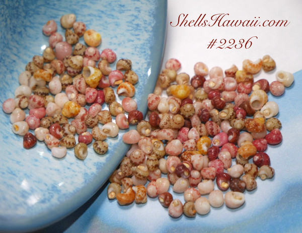 #2236
Mixed-color Kahelelani shells from Niʻihau displayed beside a blue ceramic bowl, featuring beautiful natural shades of pink, burgundy, cream, yellow, kamoʻa ice-cream, and green tones. These larger size 13+ shells are perfect for beginners learning Niʻihau shell jewelry, especially herringbone bracelets, leis, earrings, and traditional Hawaiian shell designs.
