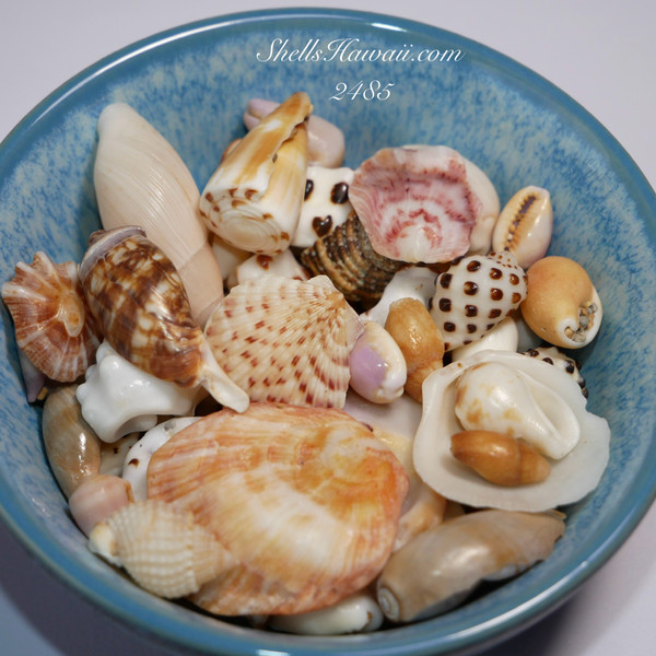 #2485
Mixed Hawaiian seashells collected from Niʻihau, Kauaʻi, and Oʻahu with natural