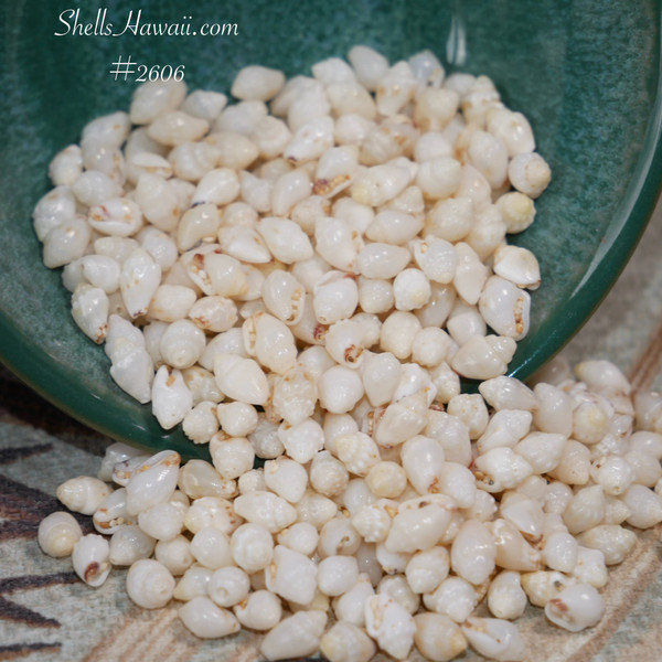 350-pc loose shell supply of Niihau Momi shells in varied sizes, un-poked with high natural luster, plus Heleconia-style earrings how-to