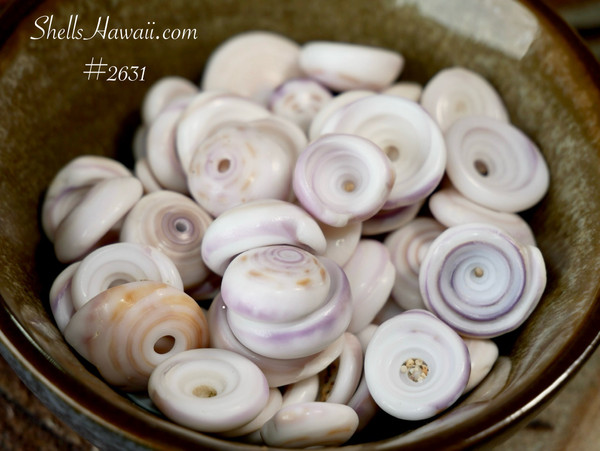 #2631
Large light purple Hawaiian Puka shells showing natural color variation and good luster