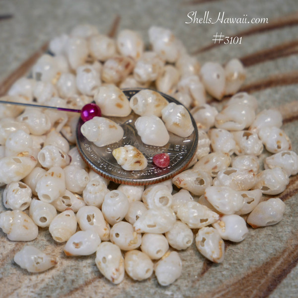 #3101
Natural large Momi shells from Niʻihau displayed as authentic Hawaiian shell supplies