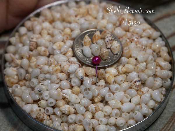 #3120
Momi shell supply from Niʻihau for Hawaiian shell jewelry making