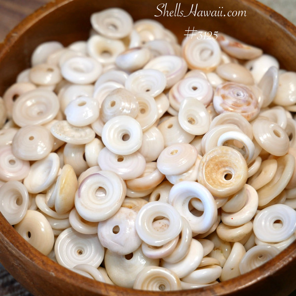 #3125
Close-up of genuine Hawaiian Puka shells displaying rounded openings and smooth natural finish
