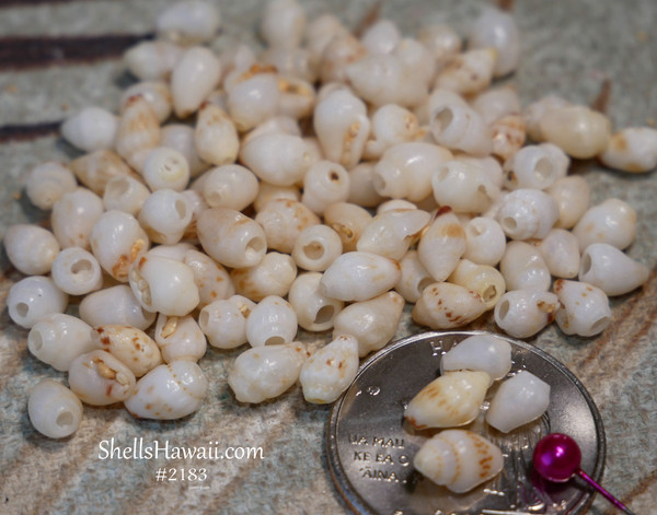 #2183
B-grade Momi shells from Niʻihau with natural off-white and cream tones un-poked