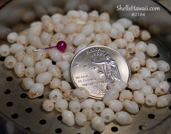 #2184
100 pcs un-poked B-grade Momi shell supply from Niʻihau for Hawaiian shell jewelry making
