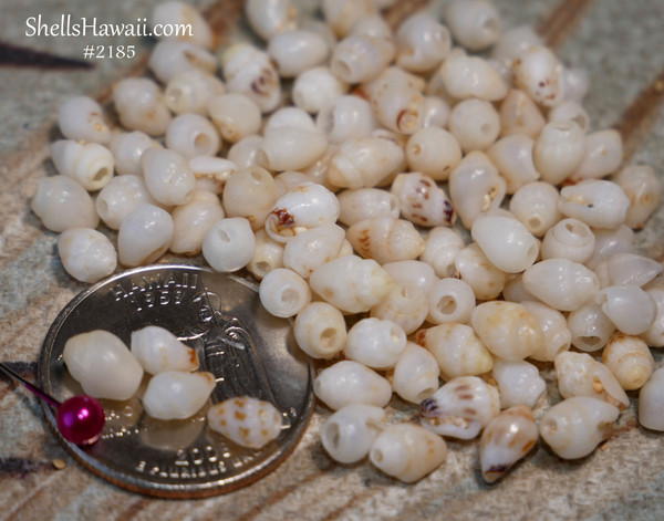 #2185
100 pcs B-grade Momi shell supply from Niʻihau mixed sizes for beginner shell jewelry