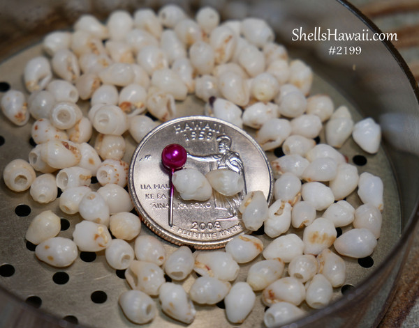 #2199
100 pcs B-grade Momi shell supply from Niʻihau mixed sizes for beginner shell jewelry