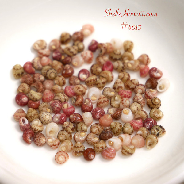 #4013
Size 13 Kahelelani shells from Niʻihau, 100 piece shell supply with mixed natural colors for beginner shell jewelry making