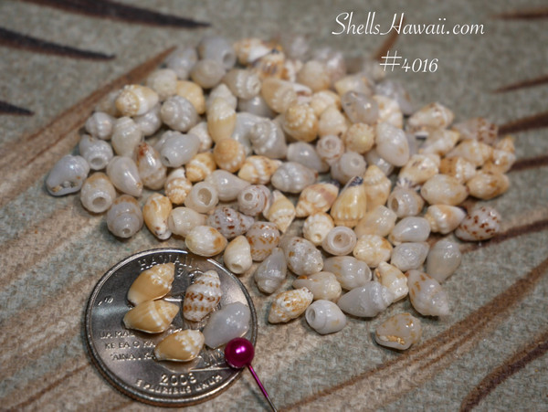 #4016
Beginner Niʻihau Momi shell supply with mixed colors and sizes for Pikake jewelry making