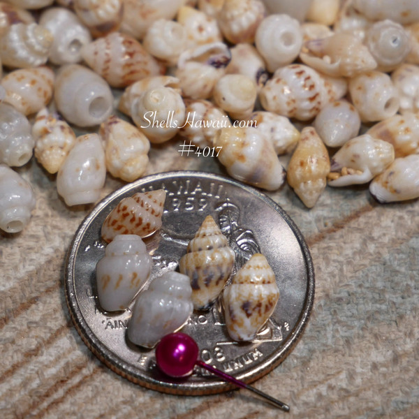 #4017
Beginner Niʻihau Momi shell supply with mixed colors and sizes for Pikake jewelry making