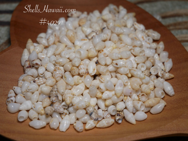 #4029
Small size mixed Laiki, Momi, and Horn shell supply from Niʻihau with natural luster variation for jewelry making