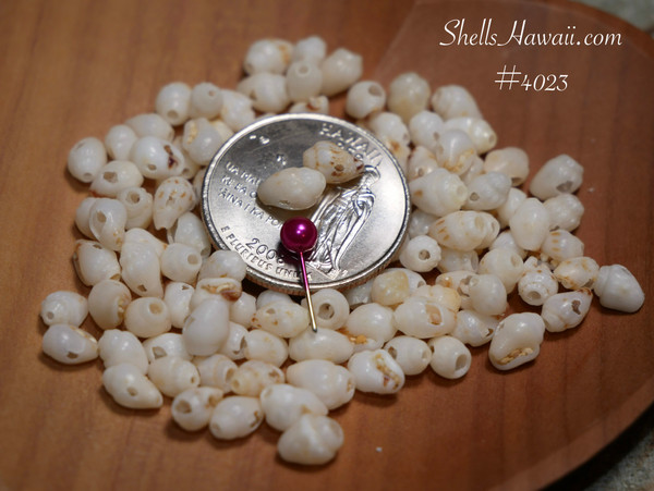 #4023
100 pre-poked B grade Momi shells from Niʻihau, Hawaiian shell supply for Pikake style jewelry