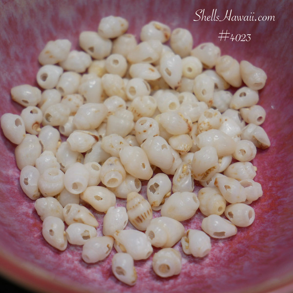 #4023
100 pre-poked B grade Momi shells from Niʻihau, Hawaiian shell supply for Pikake style jewelry
