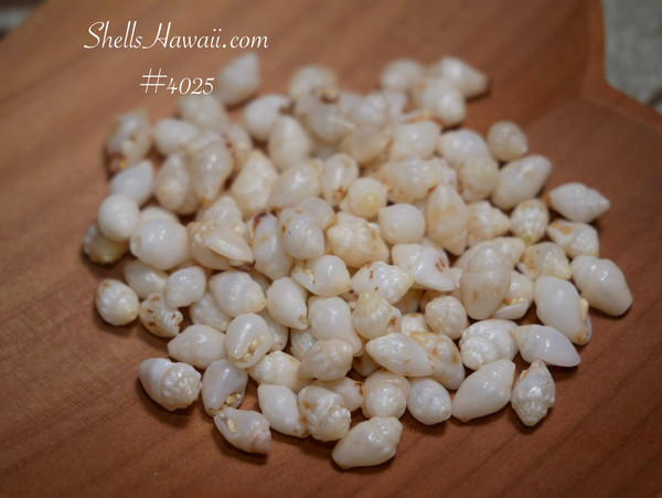#4025
100 pcs un-poked B grade Momi shells from Niʻihau with natural luster for jewelry making