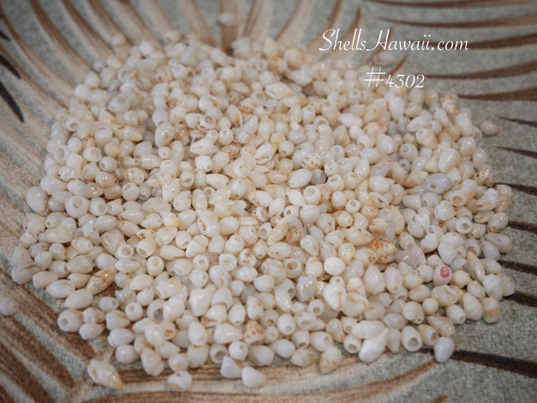 #4302
Niihau Momi shells supply in film canister for shell jewelry making, mixed off white Hawaiian seashells for beginners practice