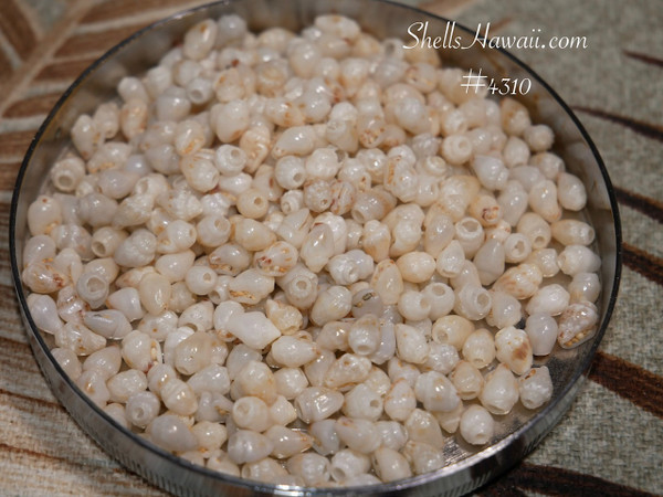 #4310
Light blue momi shells from Niihau mixed size shell supply for Hawaiian jewelry making beginner shell jewelry supplies