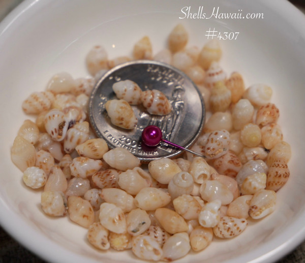 #4307
Mixed seashells for jewelry making spotted shells yellow caramel tones natural ocean shells DIY craft supplies