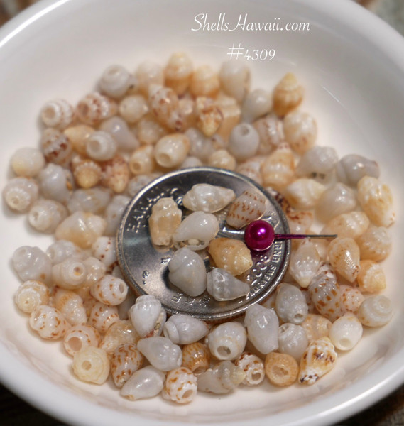 #4309
Niihau momi shells mixed colors small medium size shell supply for Hawaiian jewelry making beginner shell jewelry supplies