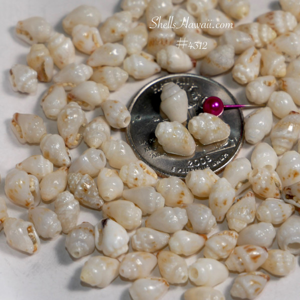 #4312
large momi shells Niihau genuine shell supply rare large size Hawaiian shell jewelry making materials