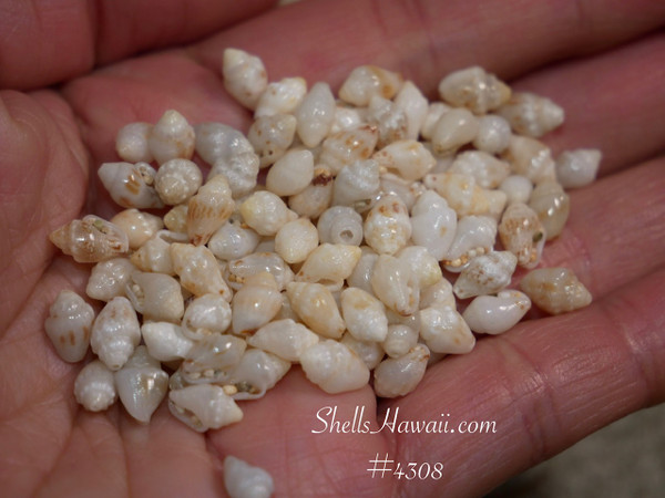 #4308
Niihau momi shells mixed size mostly medium shell supply for Hawaiian jewelry making materials