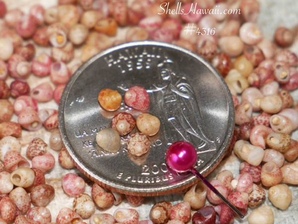 #4316
Kahelelani shells size 12 Kauai shell supply for jewelry making Hawaiian shell jewelry materials ShellsHawaii