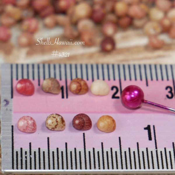 #4321
kahelelani shells mix color size 12 kauai shell supply jewelry making natural shells assortment