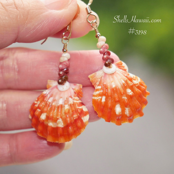 nier_3197
Hawaiian sunrise shell earrings with Kahelelani shells in minimalist drop style, orange seashell earrings with soft pink and brown Niʻihau shells, gift under $250