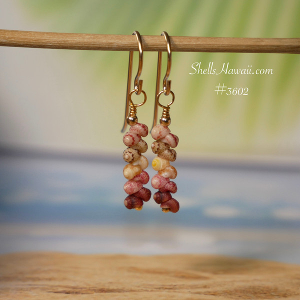 nier_3602
Colorful Hawaiian shell earrings made with Niihau Kamoa shells in burgundy, pink, yellow kamoa, green and keokeo, using small size 14 shells in a 3/4 inch minimalist drop style with 14k gold filled hooks. Hawaiian shell earrings gift under $100