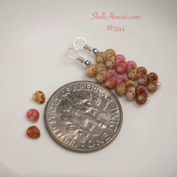 nier_3144
Handcrafted Hawaiian Kahelelani shell earrings with pink and green Niʻihau shells and chocolate Kauaʻi shells, shown beside a dime for size comparison.