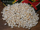 350 Niihau shell supply of mixed-size Momi shells, off-white with yellow hues, un-poked, includes Pikake-style earrings instructions